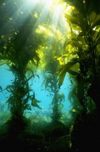 Channel Islands National Park, California, USA --- Giant Kelp --- Image by © Ralph A. Clevenger/CORBIS